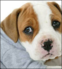 Baby Rib Dog T 